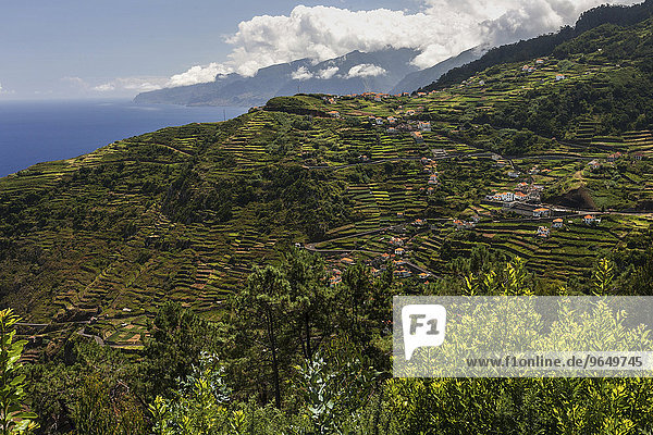 Terrassenfelder und Häuser  Ribeira de Janela  Madeira  Portugal  Europa