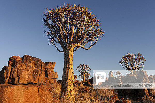 Köcherbäume (Aloe dichotoma)  blühend  im Köcherbaumwald im Garaspark  bei Keetmanshoop  Namibia  Afrika