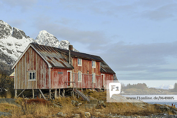 Altes Holzhaus am Ufer des Meeres  Henningsvær  Lofoten  Nordland  Norwegen  Europa