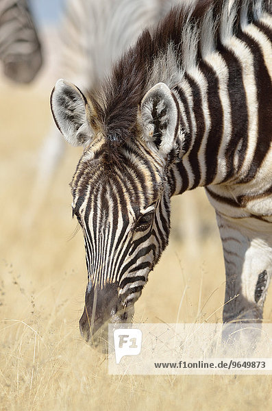 Burchell-Zebra (Equus burchelli)  Fohlen  weidet  Etosha-Nationalpark  Namibia  Afrika