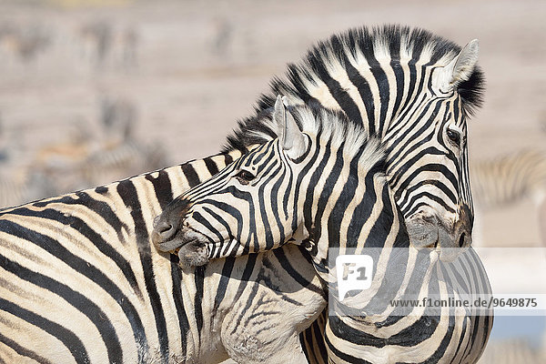 Zwei Burchell-Zebras (Equus burchelli)  kämpfen  Etosha-Nationalpark  Namibia  Afrika
