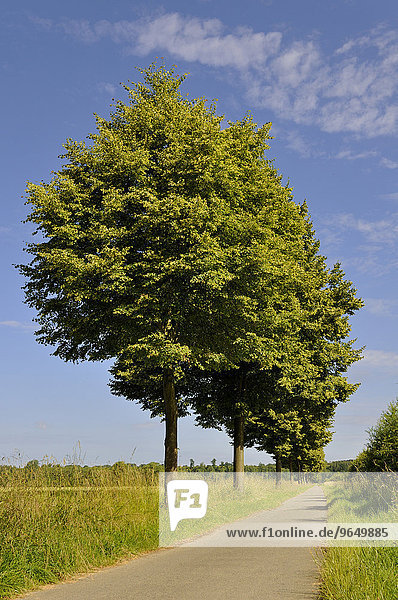 Linden (Tilia) Baumallee Radweg Nordrhein-Westfalen Deutschland Europa