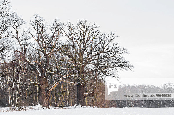 Alteichen (Quercus robur) im Winter  Byttna-Hain  Biosphärenreservat Spreewald  UNESCO Weltnaturerbe  Straupitz  Brandenburg  Deutschland  Europa
