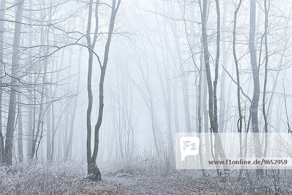 Wanderweg durch Laubwald im Winter bei Nebel und Frost  bei Freyburg  Sachsen-Anhalt  Deutschland  Europa