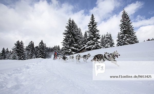 Sledge dog team in a winter forest  sled dog race  Unterjoch  Allgäu  Bavaria  Germany  Europe