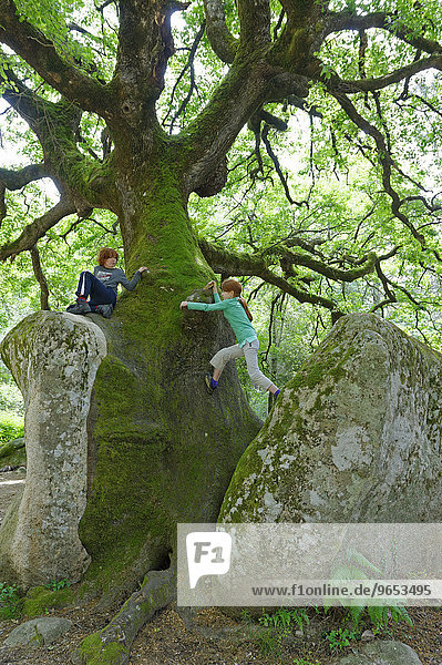 Mighty old oak (Quercus sp.) splitting a stone  kids climbing on natural monument in the Foret de Bavella in Arggiavara  Corse-du-Sud  Corsica  France  Europe