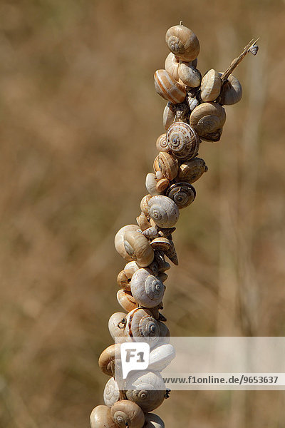 Accumulation of Mediterranean sand snails (Theba pisana) on dry stalk at summer rest  Western Algarve  Algarve  Portugal  Europe