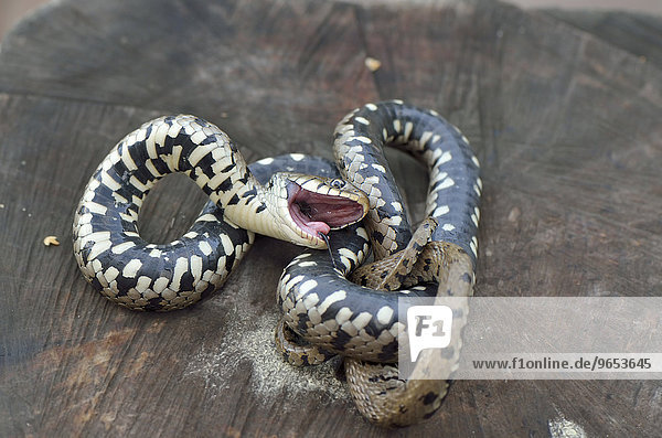 Play dead reflex of an adult Grass Snake (Natrix natrix helvetica)  Garfagnana  Tuscany  Italy  Europe
