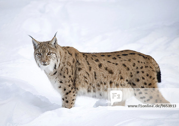 Luchs (Lynx lynx) im Schnee  captive  Nationalpark Bayerischer Wald  Bayern  Deutschland  Europa