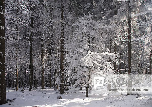 Winterwald im Erzgebirge  Sachsen  Deutschland  Europa