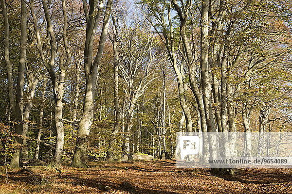 Buchenwald im Herbst  Nationalpark Jasmund  Rügen  Mecklenburg-Vorpommern  Deutschland  Europa