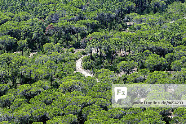 Weg durch den Pinienwald (Pinus pinea) im Naturpark Maremma  Parco Naturale della Maremma  bei Alberese  Provinz Grosseto  Toskana  Italien  Europa