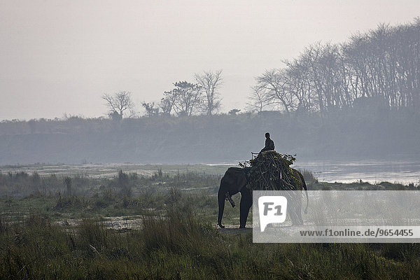 Ein Mahut reitet mit seinem Elefant am East Rapti River  bei Sauraha  beim Chitwan- Nationalpark  Nepal  Asien