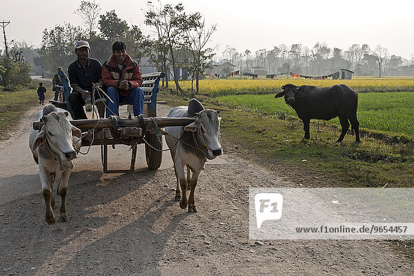 Nepalese men drive their bullock carts on a country road  Sauraha  Nepal  Asia
