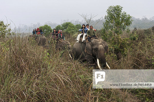 Mahuts und asiatische Touristen reiten auf Elefanten im Chitwan-Nationalpark  bei Sauraha  Nepal  Asien