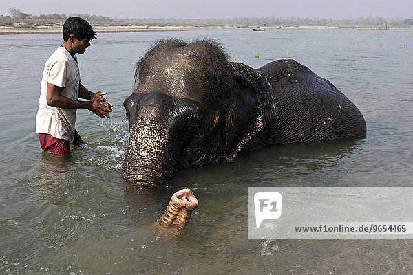 Elefantenbad  nepalesischer Mahut badet seinen Elefant im East Rapti River  bei Sauraha  Nepal  Asien