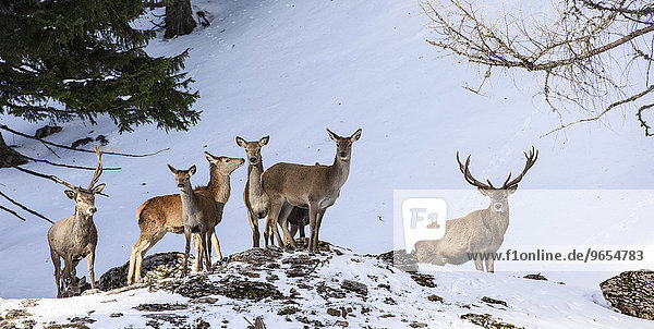 Red deer (Cervus elaphus)  herd on a rock  Upper Austria  Austria  Europe