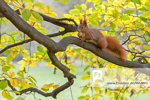 Eichhörnchen (Sciurus vulgaris)  Nahrungssuche  Walnuss  Herbst  Sachsen  Deutschland  Europa