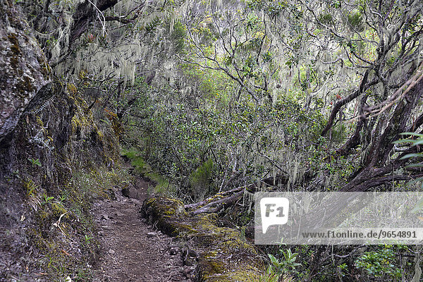 Nebelwald  Flechten  Wanderweg zum Piton des Neiges  La Reunion