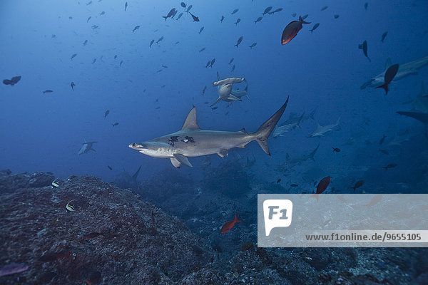 Scalloped Hammerhead Shark (Sphyrna lewini)  Cocos Island  Costa Rica  North America