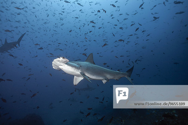 Scalloped Hammerhead Sharks (Sphyrna lewini)  Cocos Island  Costa Rica  North America