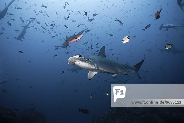 Bogenstirn-Hammerhai oder Gekerbter Hammerhai (Sphyrna lewini)  Kokos-Insel  Costa Rica  Nordamerika