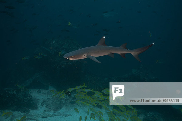 Whitetip Reef Shark(Triaenodon obesus)  Cocos Island  Costa Ricaa
