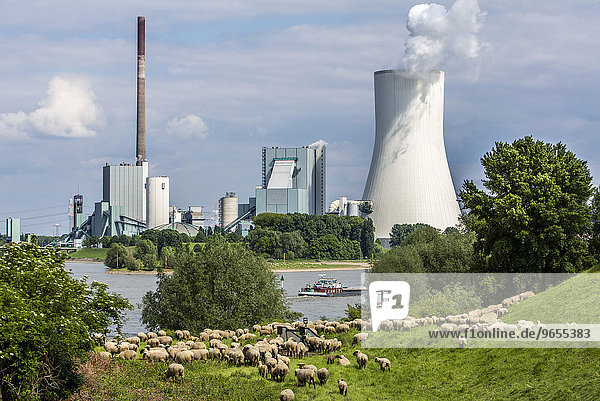 Schafe auf der Weide vor dem STEAG Steinkohlekraftwerk Walsum  Kühlturm von Block 10  am Rhein  Duisburg  Ruhrgebiet  Nordrhein-Westfalen  Deutschland  Europa