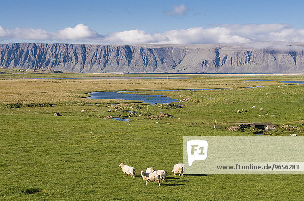 Typische Landschaft in den Westfjorden  Patreksfjördur  Island  Europa
