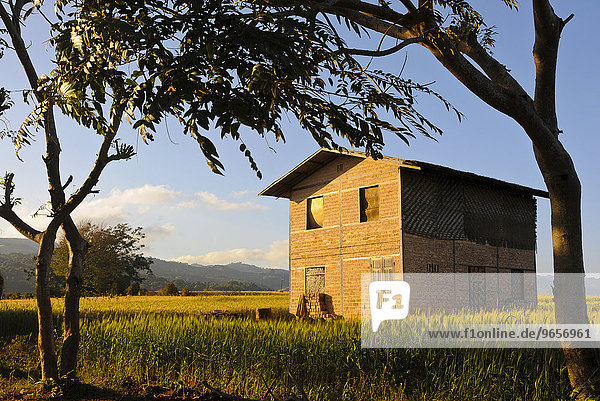Einfaches Haus in einem Getreidefeld  bei Pindaya  Myanmar  Birma oder Burma  Südostasien  Asien