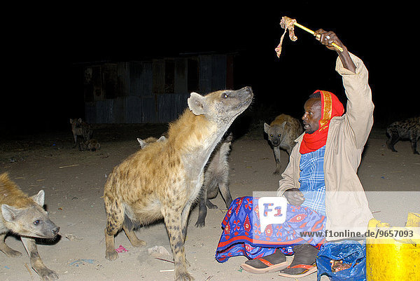 Mann beim Füttern einer Hyäne  Harar  Äthiopien  Afrika