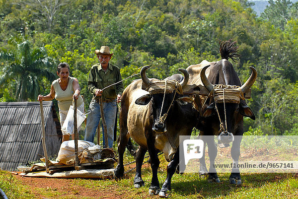 Farmers on a bullock cart  Vinales  Cuba  Caribbean  North America