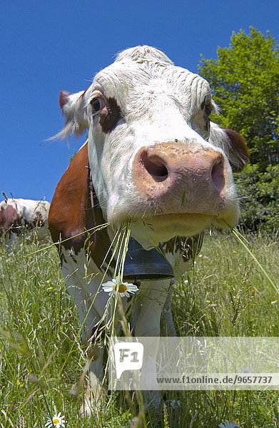 Braun gecheckte grasende Kuh auf einer Alm in den franzoesischen Alpen nahe Aix-Les-Bains