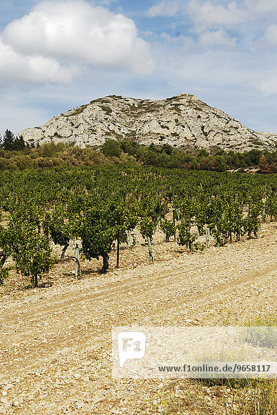 Vineyards in Provence  France  Europe
