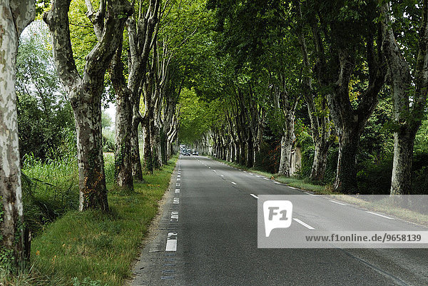 Platanen säumen Landstrasse in der Provence  Frankreich  Europa