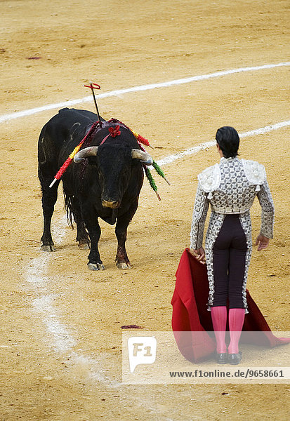 Torero and bull  bull fight  Benidorm  Spain  Europe