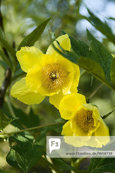 Yellow peony (Paeonia lutea)