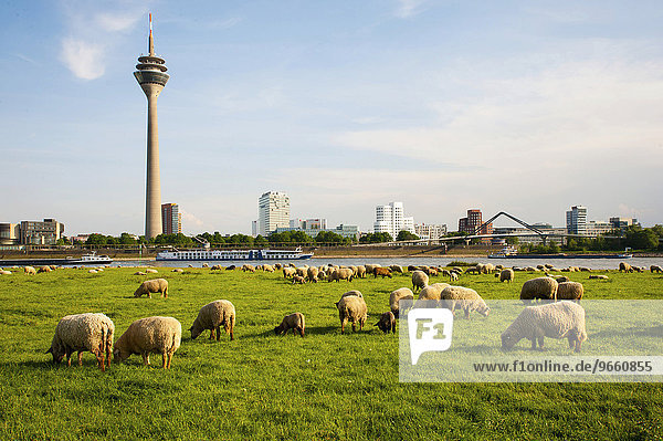 Sheep grazing in the meadows on the banks of the Rhine opposite the Rhine Tower and Neuer Zollhof in the Media Harbour  Düsseldorf  North Rhine-Westphalia  Germany  Europe