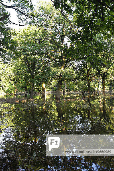 Sommerhochwasser im Hartholzauenwald  Biosphärenreservat Mittlere Elbe  Dessau-Rosslau  Sachsen-Anhalt  Deutschland  Europa