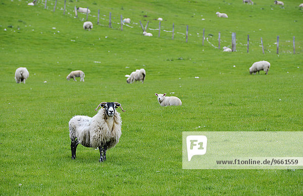 Sheep grazing in a meadow in the Highlands  Scotland  United Kingdom  Europe