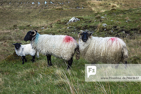Schafe in der irischen Landschaft  Connemara  County Galway  Irland  Europa