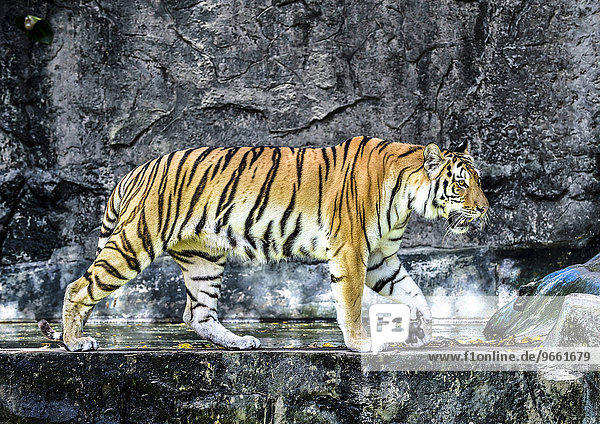 Tiger (Panthera tigris)  captive  Pattaya  Thailand  Asien
