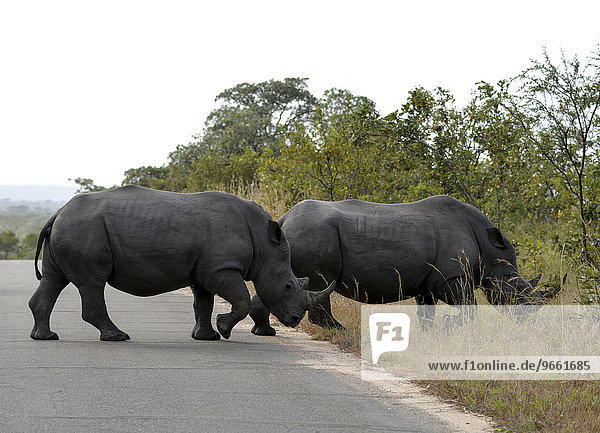 Zwei Breitmaulnashörner (Ceratotherium simum) überqueren eine Straße  Krüger-Nationalpark  Südafrika