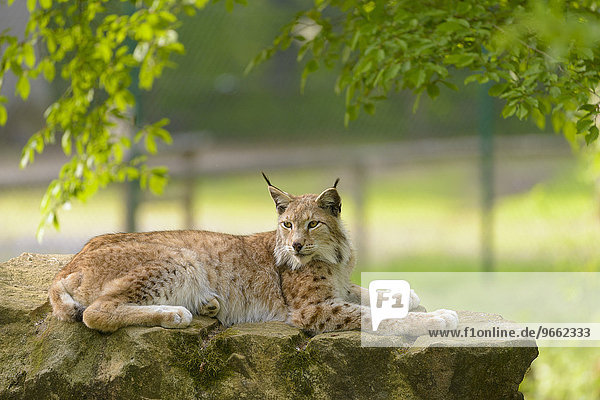 Eurasischer Luchs (Lynx lynx) liegt auf Felsen  Wildpark Tambach  Bayern  Deutschland  Europa