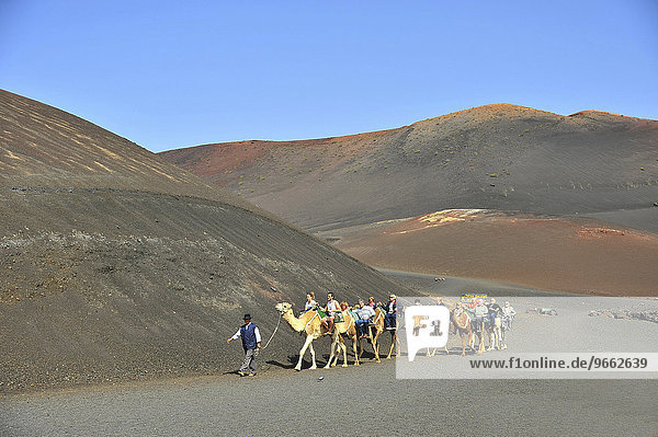 Dromedary ride  on the edge of the Timanfaya National Park  Lanzarote  Canary Islands  Spain  Europe