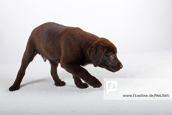 Brauner Labrador Retriever Welpe  zwölf Wochen  Rüde