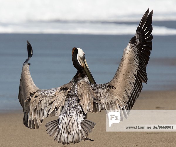 Vereinigte Staaten von Amerika USA Strand landen braun Kalifornien Malibu Pelikan