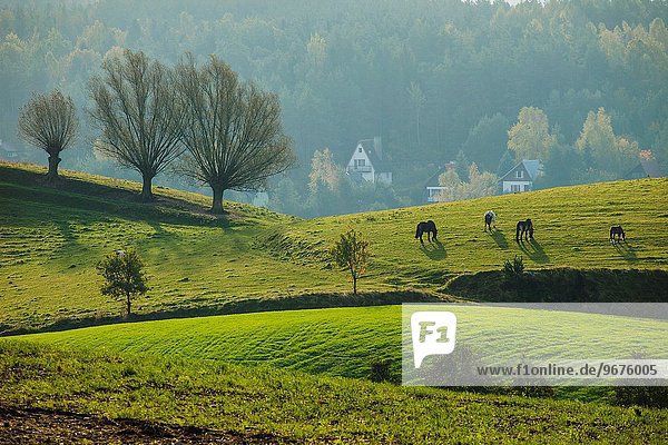 nahe Morgen Landschaft früh Polen