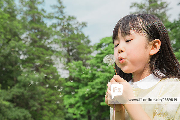 Japanese kid blowing dandelion in a park