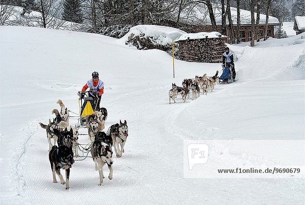Dog sledge race in Gadmen  Switzerland.